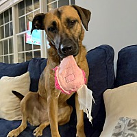 adopt a pet