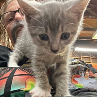 adopt a pet