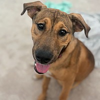adopt a pet