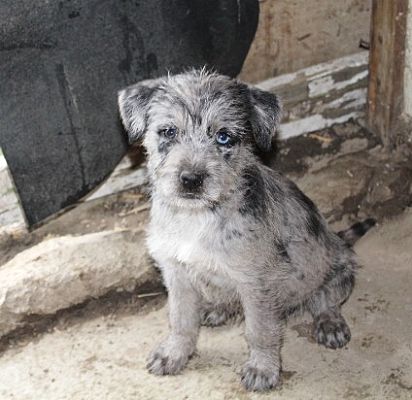 Australian shepherd schnauzer hot sale mix puppies