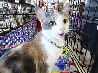 Adopt A Pet Petsmart Charities