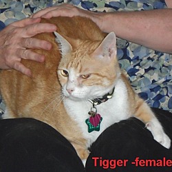 Thumbnail photo of LAP KITTY TIGGER #1