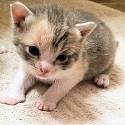 Thumbnail photo of Beautiful Kitten Mix #1