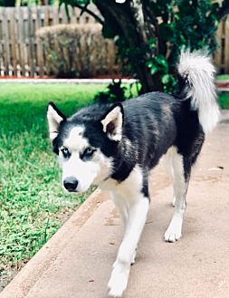 Petsmart husky top