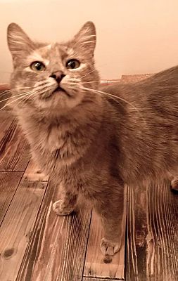 Ocala Fl Ragamuffin Meet Misty A Pet For Adoption