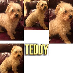 Photo of TEDDY