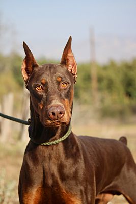 Chocolate doberman pinscher deals