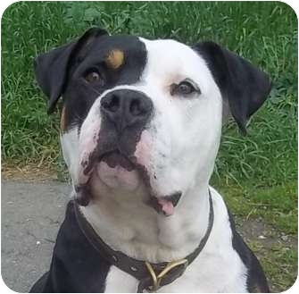 Pitbull Dog Pitbull Dog Mix Rottweiler