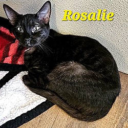 Thumbnail photo of Rosalie #3