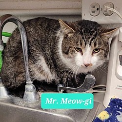 Thumbnail photo of Mr. Meow-gi #1