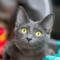 adopt a pet