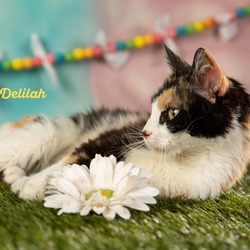 Thumbnail photo of Delilah #2