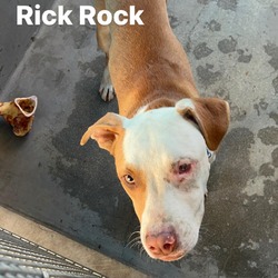 Photo of RICK ROCK-A2147333