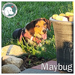 Thumbnail photo of MAYBUG #1