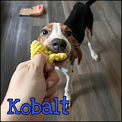 Thumbnail photo of Kobalt #1