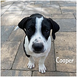 Thumbnail photo of Cooper #3