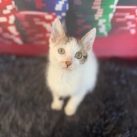 adopt-pet