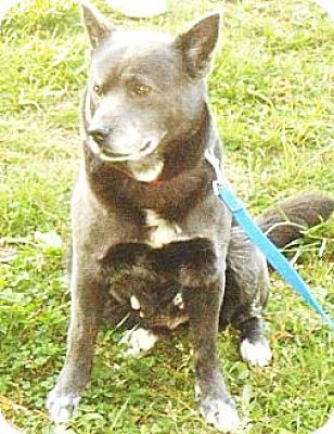 Bonney Lake, WA - Akita/Blue Heeler. Meet Roxy Perfect People Dog a Pet