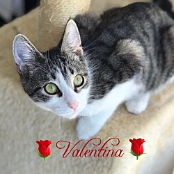 Thumbnail photo of Valentina #1