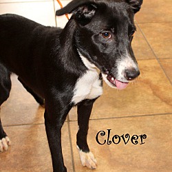 Thumbnail photo of Clover ~ meet me! #1