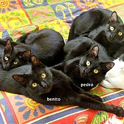 Thumbnail photo of Pedro AND Benito - Black Beauties #2