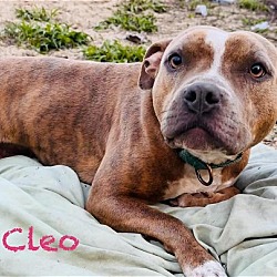 Thumbnail photo of Cleo #4