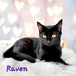 Thumbnail photo of Raven #1