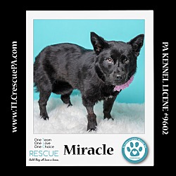 Thumbnail photo of Miracle 040624 #1
