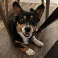 adopt-pet