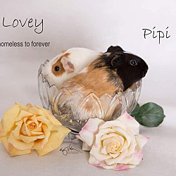 Photo of Pipi and Lovey
