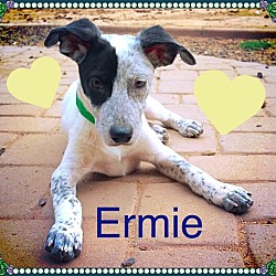 Thumbnail photo of ERMIE #2