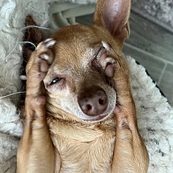 Photo of Rocco