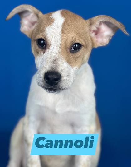 Photo of CANNOLI