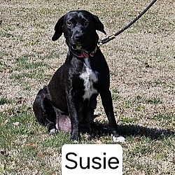 Thumbnail photo of Susie #4