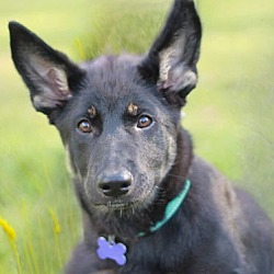 Thumbnail photo of Sydney the TriPawd - MEET ME 9/21/24! #1