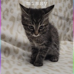 Thumbnail photo of Missy #3