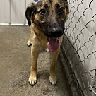 Adopt A Pet :: Cod - Lancaster, OH