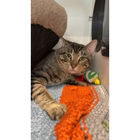 adopt-pet