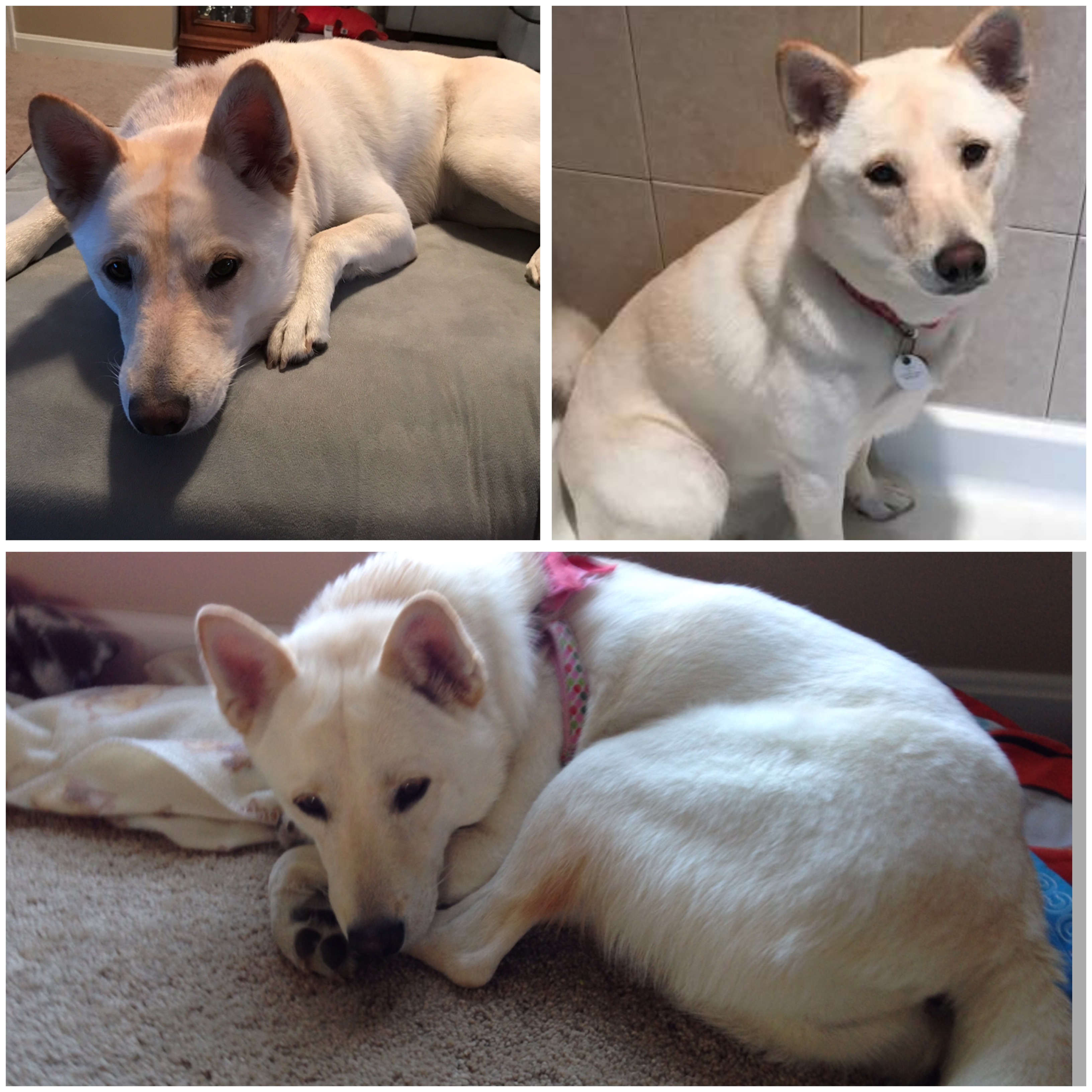 Boyertown Pa Shiba Inu Meet Kaia A Pet For Adoption
