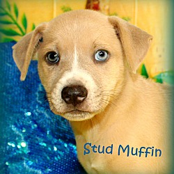 Thumbnail photo of Stud Muffin~adopted! #4