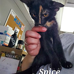 Thumbnail photo of spice #2