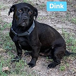 Photo of Dink