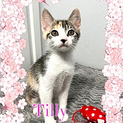 Photo of Tilly