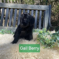 Thumbnail photo of Gail Berry SS D2024 RI #2