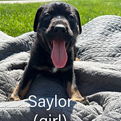 Thumbnail photo of Saylor #4