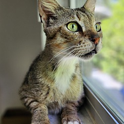 Photo of Luna (PetSmart Concord)