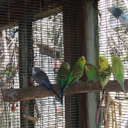 Photo of Many Birds for adoption