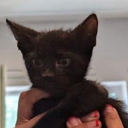 Thumbnail photo of Black male kitten #1