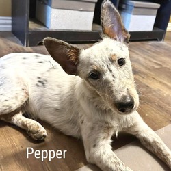 Thumbnail photo of Pepper #1