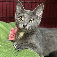adopt a pet